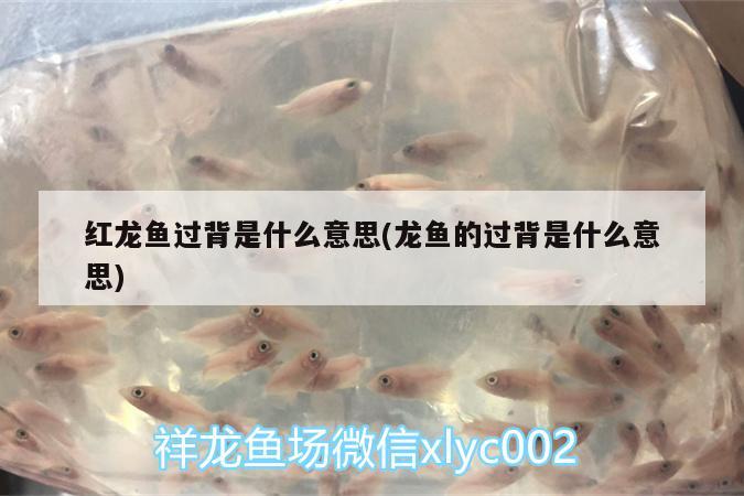 红龙鱼过背是什么意思(龙鱼的过背是什么意思) 申古银版鱼