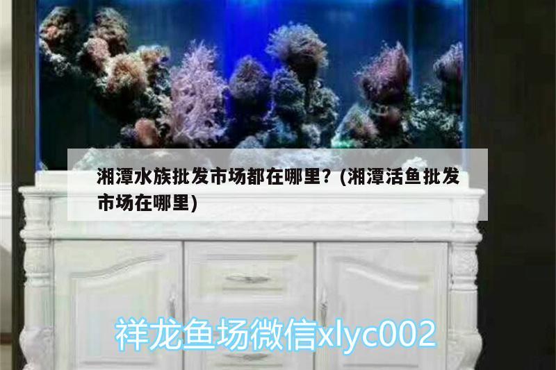 湘潭水族批发市场都在哪里？(湘潭活鱼批发市场在哪里) 观赏鱼水族批发市场