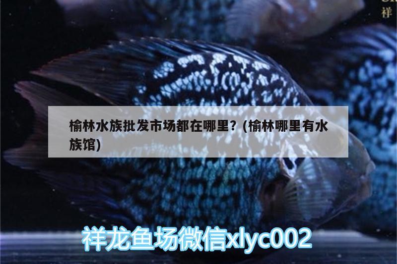 榆林水族批发市场都在哪里？(榆林哪里有水族馆) 观赏鱼水族批发市场