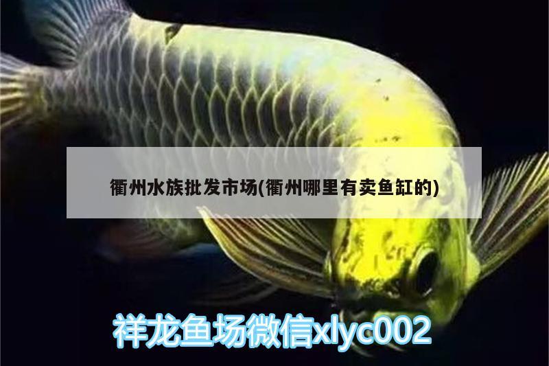 衢州水族批发市场(衢州哪里有卖鱼缸的)