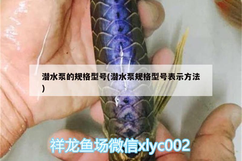 潜水泵的规格型号(潜水泵规格型号表示方法) 大白鲨鱼苗