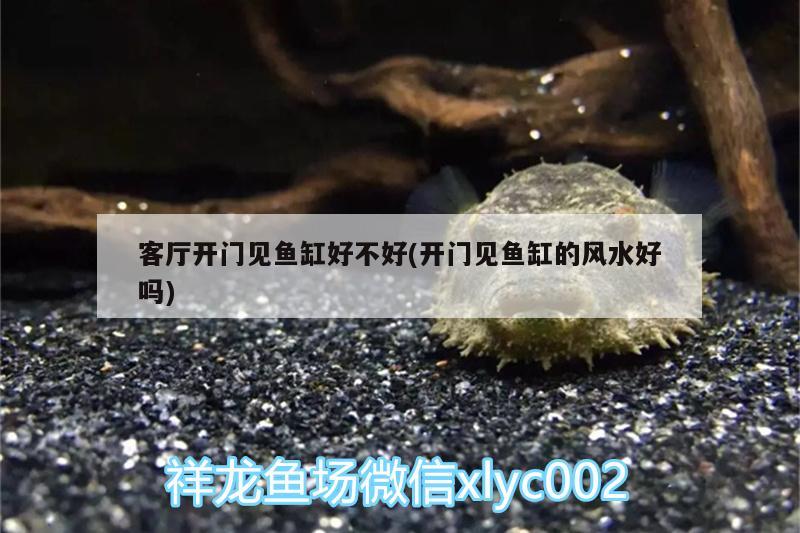 客厅开门见鱼缸好不好(开门见鱼缸的风水好吗) 鱼缸风水