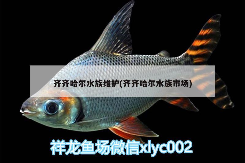 齐齐哈尔水族维护(齐齐哈尔水族市场) 苏虎苗（苏门答腊虎鱼苗）