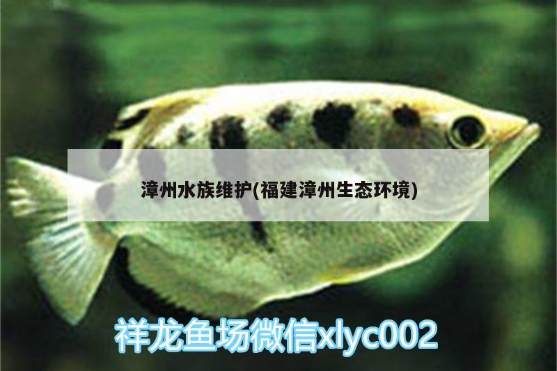 漳州水族维护(福建漳州生态环境) 豹纹夫鱼苗