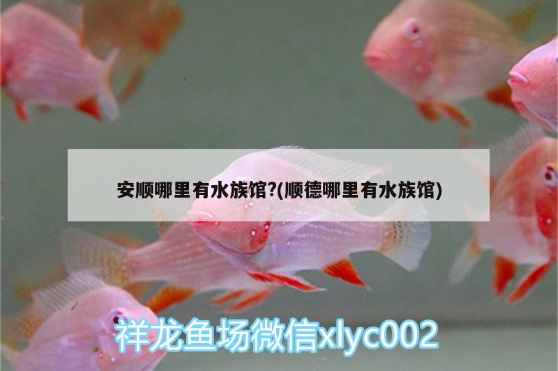 安顺哪里有水族馆?(顺德哪里有水族馆)