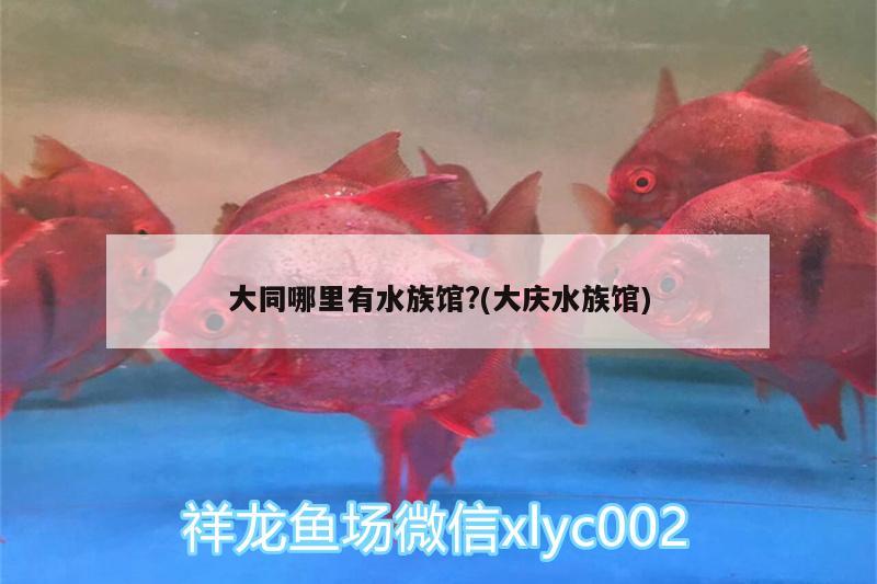 大同哪里有水族馆?(大庆水族馆) 黄金斑马鱼