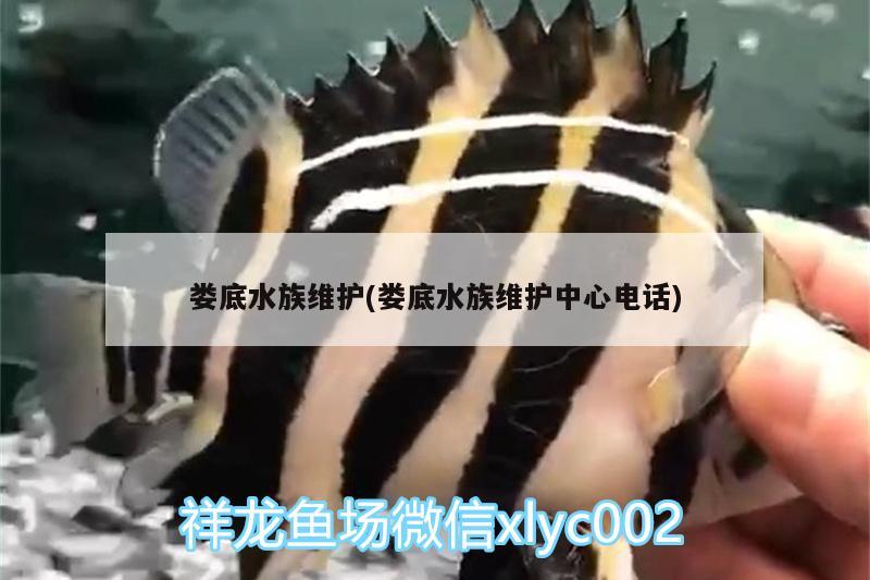 娄底水族维护(娄底水族维护中心电话) 锦鲤鱼