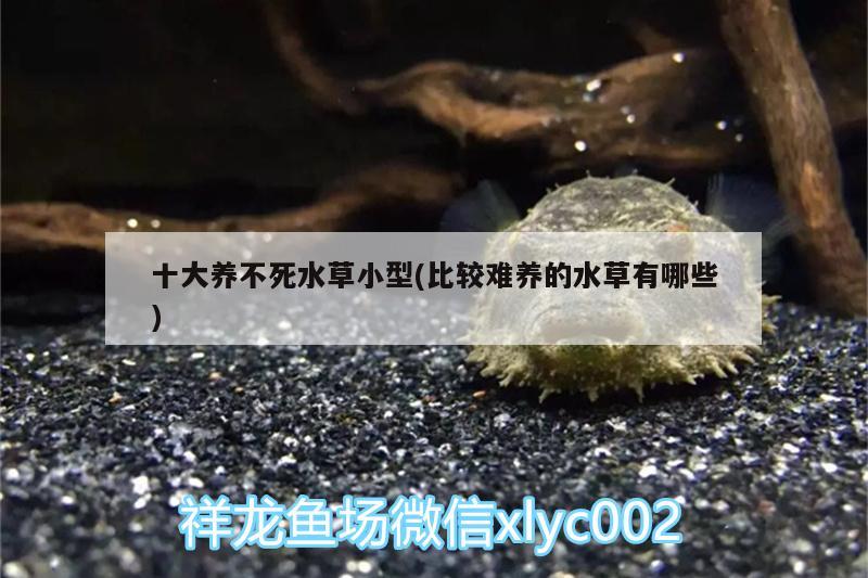 十大养不死水草小型(比较难养的水草有哪些)