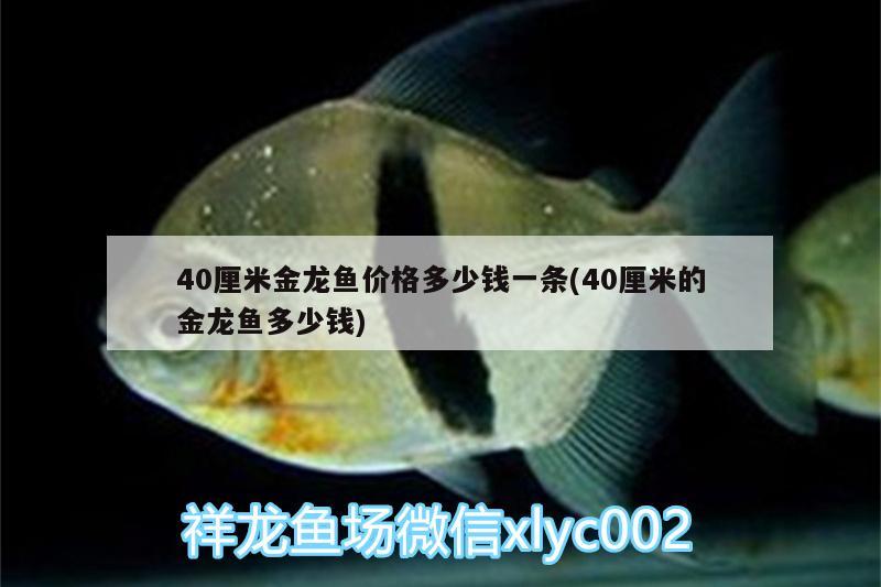 40厘米金龙鱼价格多少钱一条(40厘米的金龙鱼多少钱) 黑桃A鱼苗