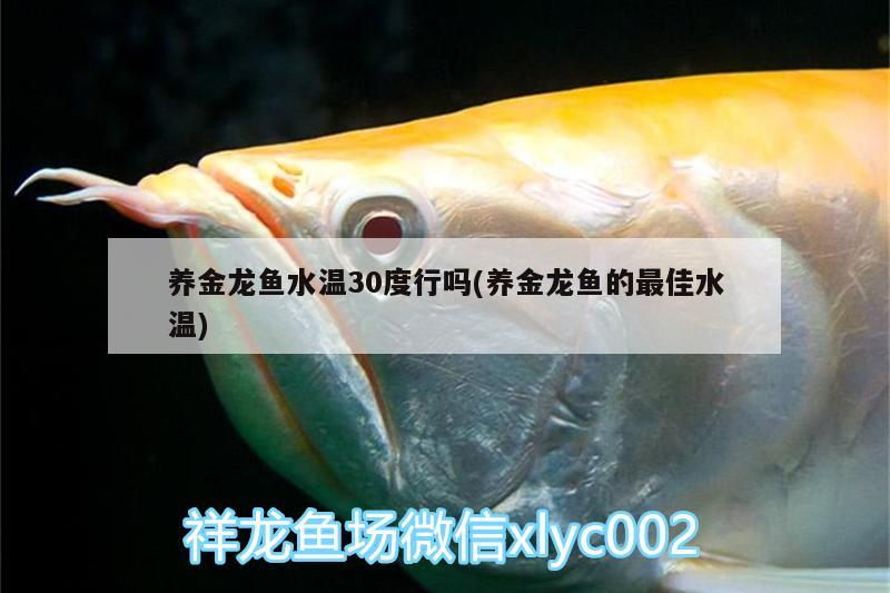 养金龙鱼水温30度行吗(养金龙鱼的最佳水温)