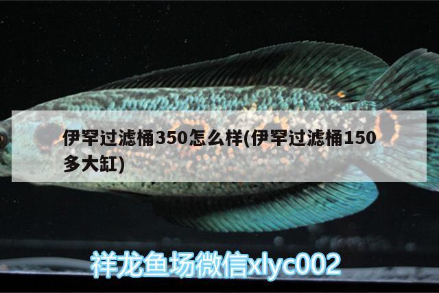 伊罕过滤桶350怎么样(伊罕过滤桶150多大缸)