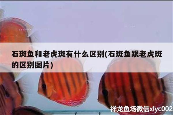 石斑鱼和老虎斑有什么区别(石斑鱼跟老虎斑的区别图片)