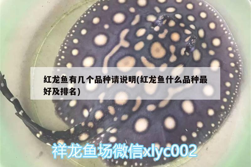 红龙鱼有几个品种请说明(红龙鱼什么品种最好及排名) 白子红龙鱼