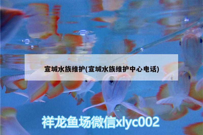 宣城水族维护(宣城水族维护中心电话)