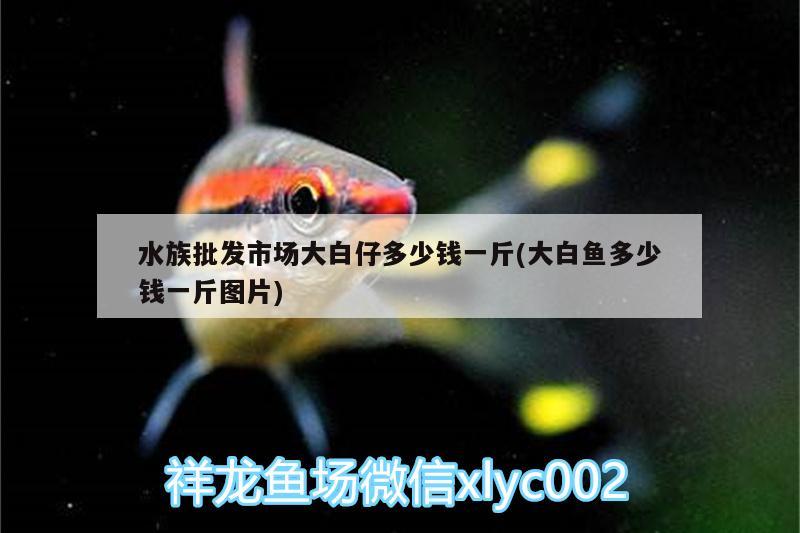 水族批发市场大白仔多少钱一斤(大白鱼多少钱一斤图片) 观赏鱼水族批发市场