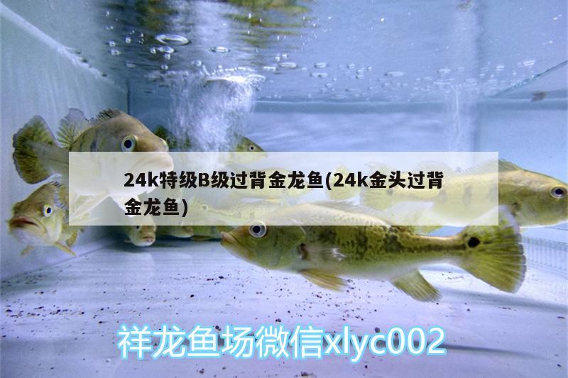 24k特级B级过背金龙鱼(24k金头过背金龙鱼)