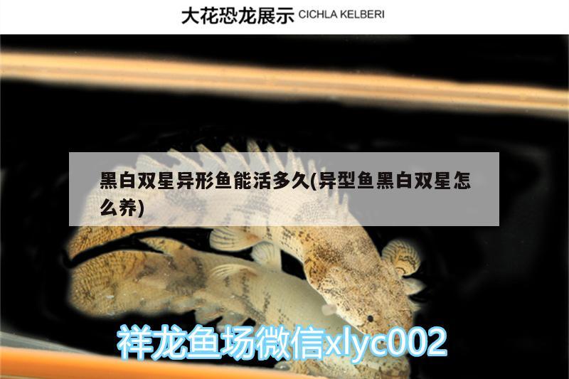 黑白双星异形鱼能活多久(异型鱼黑白双星怎么养)