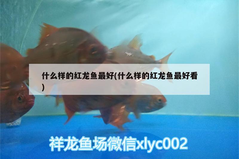 什么样的红龙鱼最好(什么样的红龙鱼最好看)