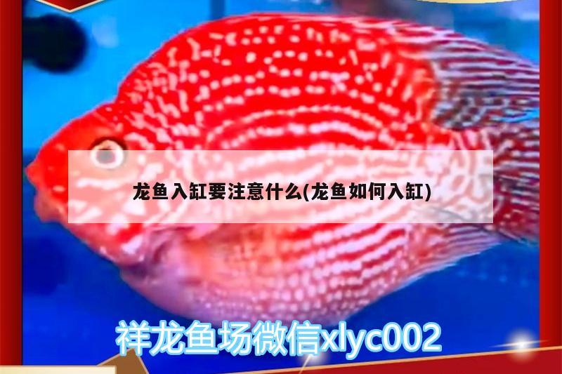 龙鱼入缸要注意什么(龙鱼如何入缸) BD魟鱼