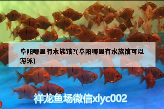 阜阳哪里有水族馆?(阜阳哪里有水族馆可以游泳)