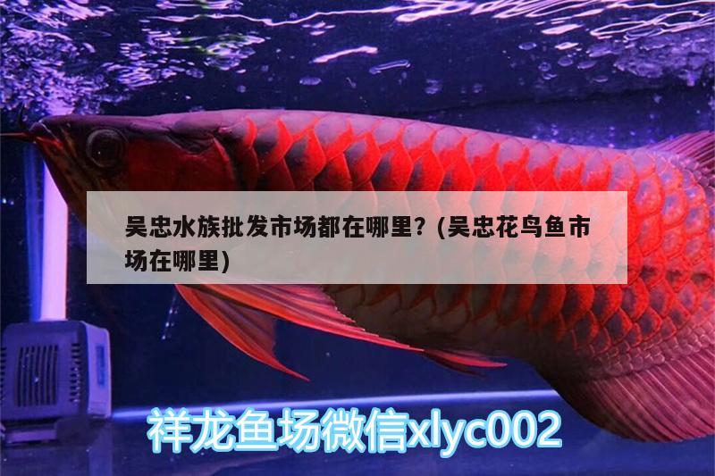 吴忠水族批发市场都在哪里？(吴忠花鸟鱼市场在哪里) 观赏鱼水族批发市场 第4张