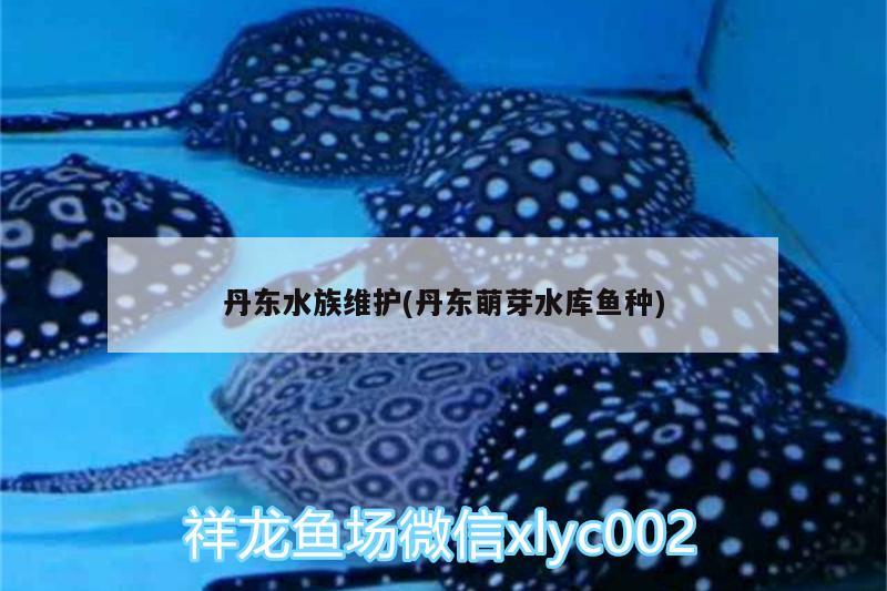 丹东水族维护(丹东萌芽水库鱼种) 造景/装饰