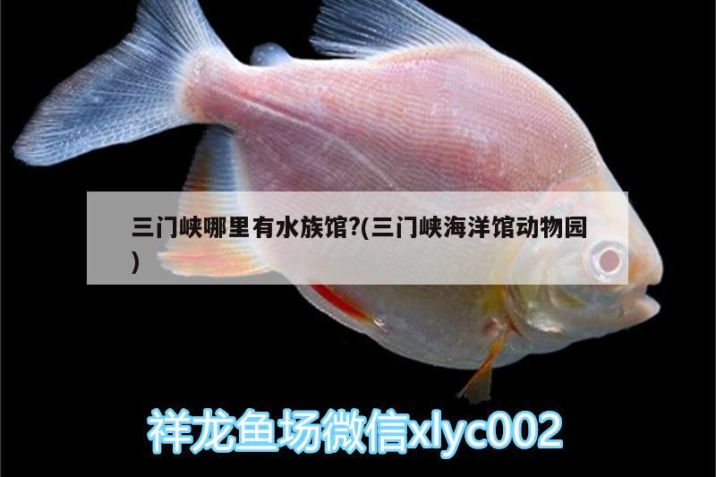 三门峡哪里有水族馆?(三门峡海洋馆动物园) 黄鳍鲳鱼