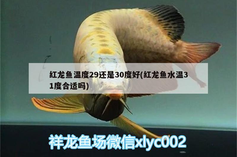 红龙鱼温度29还是30度好(红龙鱼水温31度合适吗)