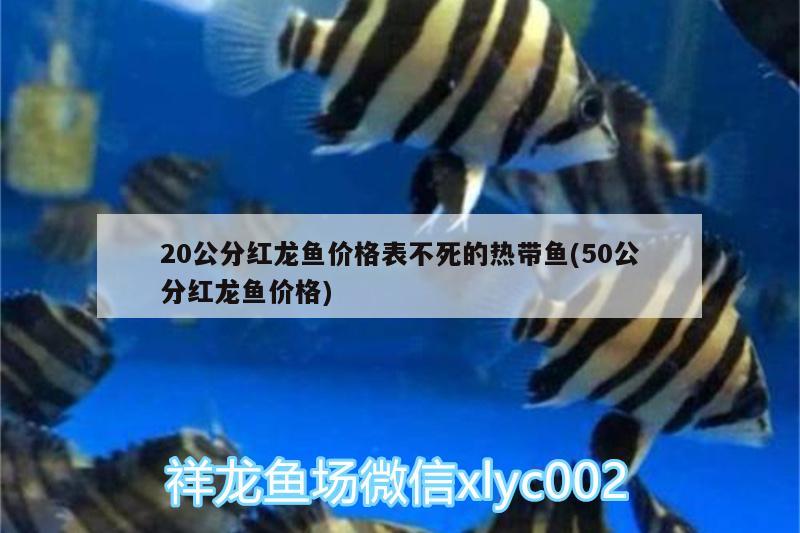 20公分红龙鱼价格表不死的热带鱼(50公分红龙鱼价格) 斯维尼关刀鱼