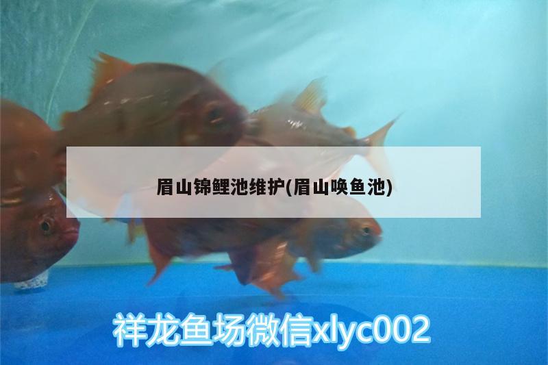 眉山锦鲤池维护(眉山唤鱼池) 祥龙水族护理水