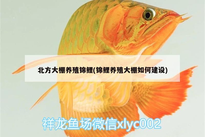 北方大棚养殖锦鲤(锦鲤养殖大棚如何建设) 广州水族批发市场