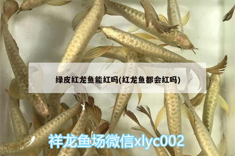 绿皮红龙鱼能红吗(红龙鱼都会红吗)