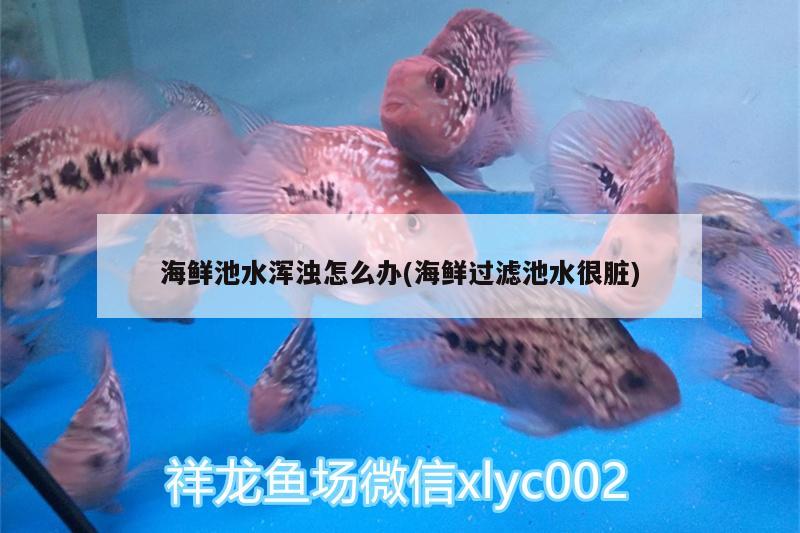 海鲜池水浑浊怎么办(海鲜过滤池水很脏)