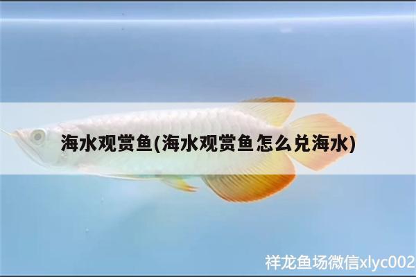 海水观赏鱼(海水观赏鱼怎么兑海水) 龙凤鲤鱼