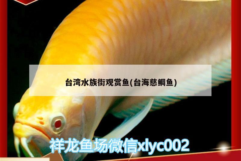 台湾水族街观赏鱼(台海慈鲷鱼) 粗线银版鱼苗