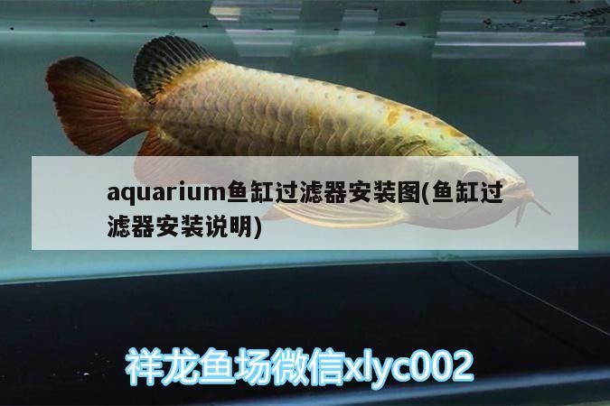 aquarium鱼缸过滤器安装图(鱼缸过滤器安装说明) 龙鱼批发