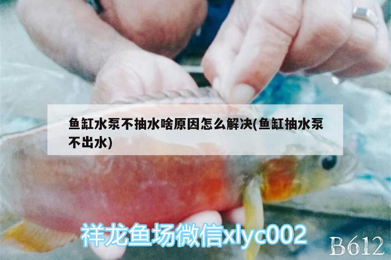 鱼缸水泵不抽水啥原因怎么解决(鱼缸抽水泵不出水) 鱼缸水泵