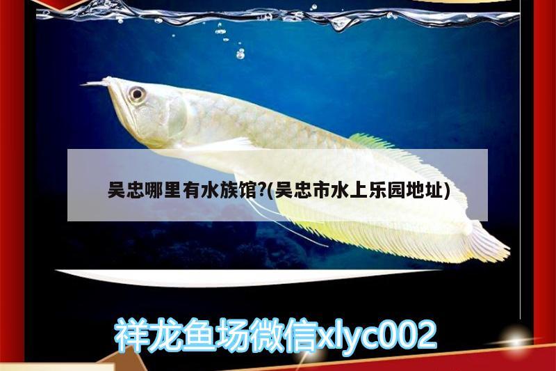 吴忠哪里有水族馆?(吴忠市水上乐园地址) 赤荔凤冠鱼