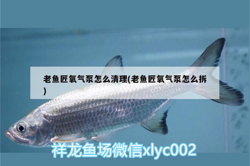 老鱼匠氧气泵怎么清理(老鱼匠氧气泵怎么拆)