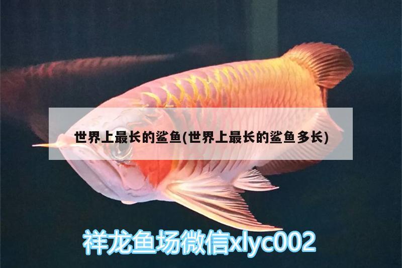 世界上最长的鲨鱼(世界上最长的鲨鱼多长) 水族世界