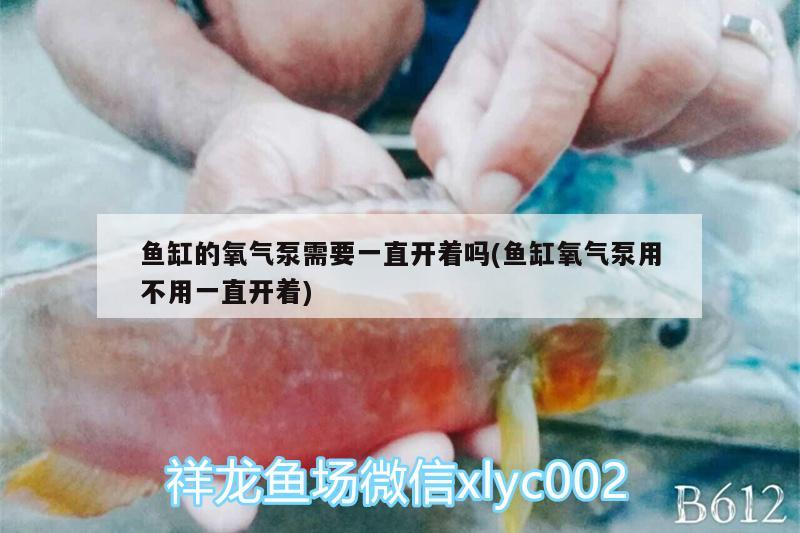 鱼缸的氧气泵需要一直开着吗(鱼缸氧气泵用不用一直开着) 观赏鱼企业目录