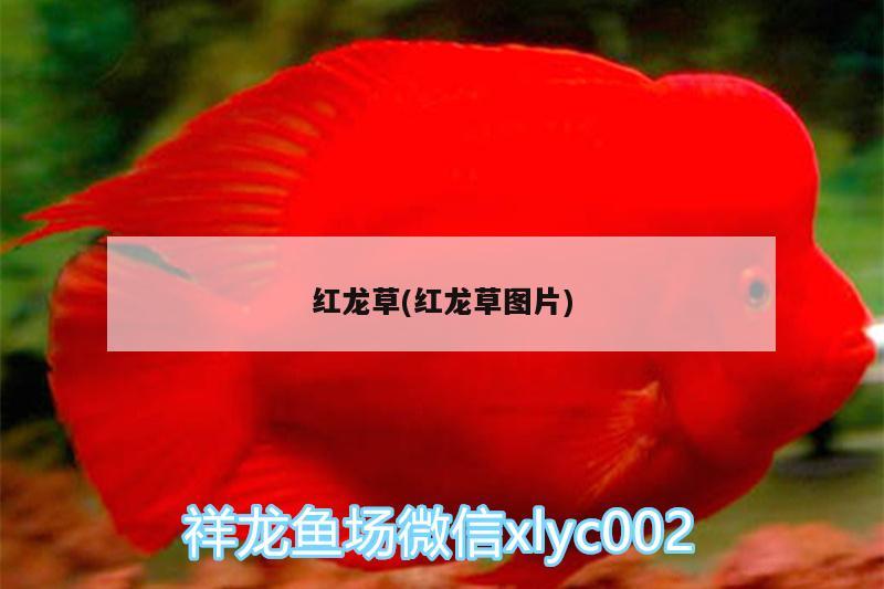 红龙草(红龙草图片) 广州水族批发市场