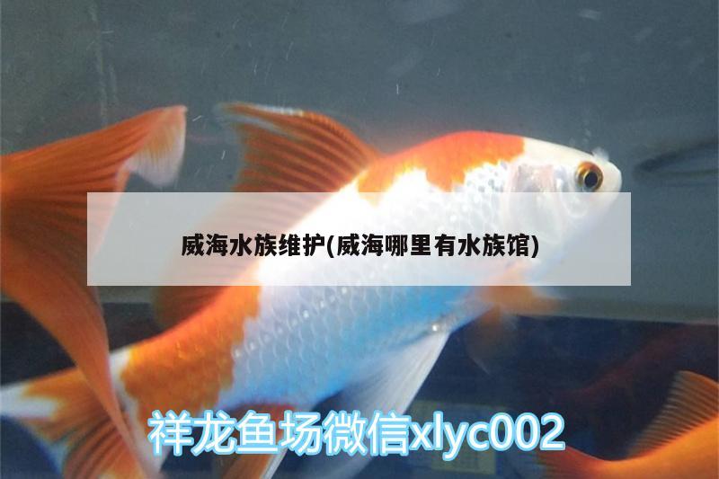 威海水族维护(威海哪里有水族馆) 龙鱼百科