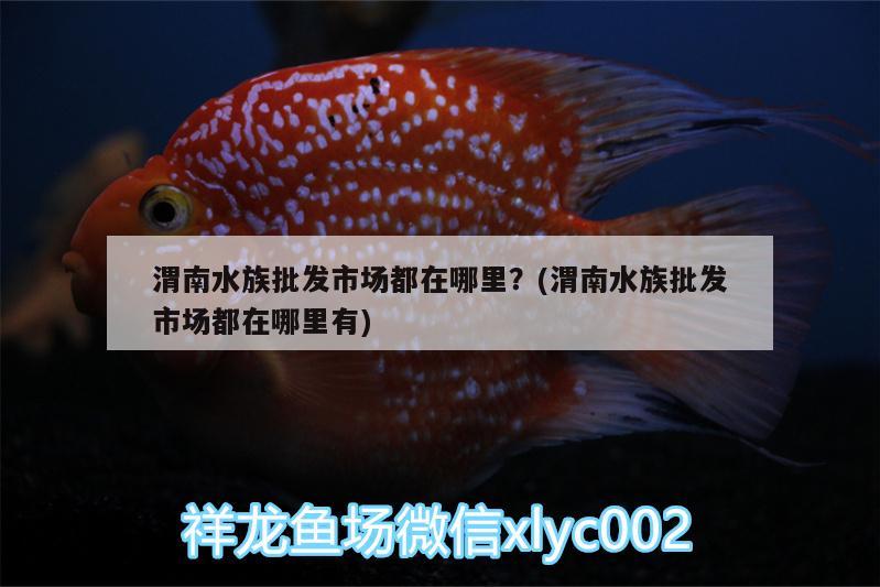 渭南水族批发市场都在哪里？(渭南水族批发市场都在哪里有) 观赏鱼水族批发市场