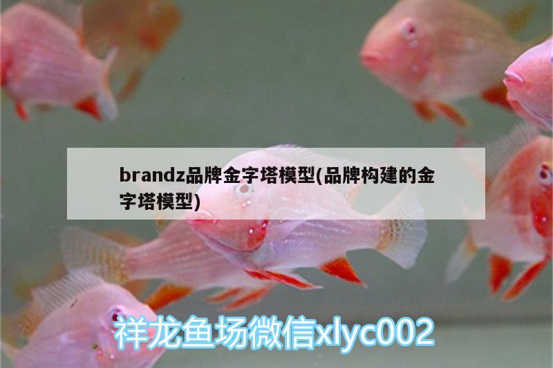 brandz品牌金字塔模型(品牌构建的金字塔模型)