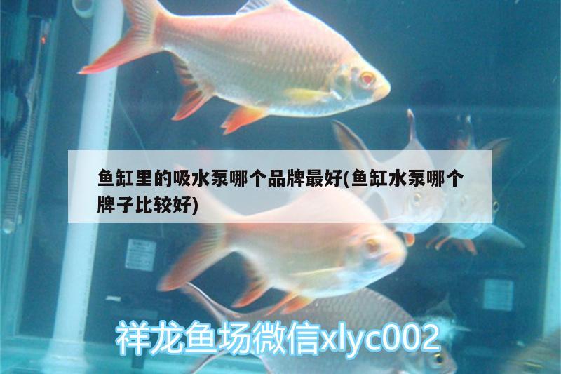 鱼缸里的吸水泵哪个品牌最好(鱼缸水泵哪个牌子比较好)