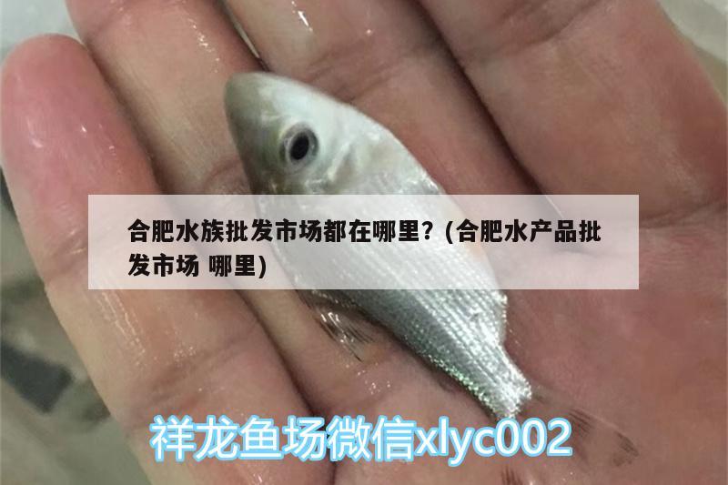 合肥水族批发市场都在哪里？(合肥水产品批发市场哪里) 观赏鱼水族批发市场