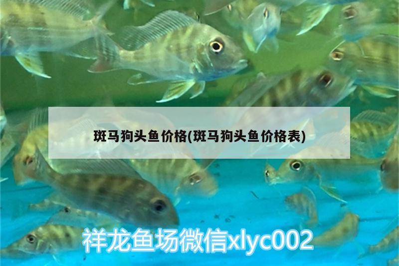 斑马狗头鱼价格(斑马狗头鱼价格表) 斑马狗头鱼