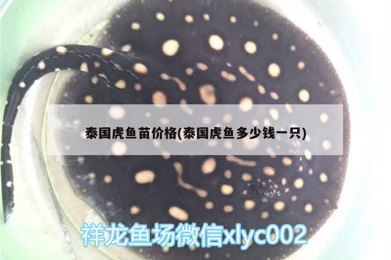 泰国虎鱼苗价格(泰国虎鱼多少钱一只) 虎鱼百科