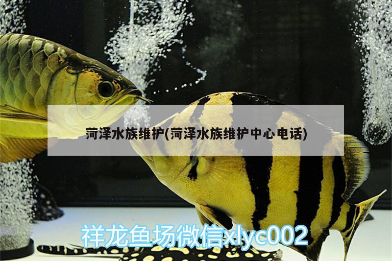 菏泽水族维护(菏泽水族维护中心电话) 野彩鱼